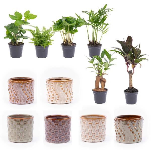 Mini planten set 6 - Inclusief pot set Madrid  BotanicBridge