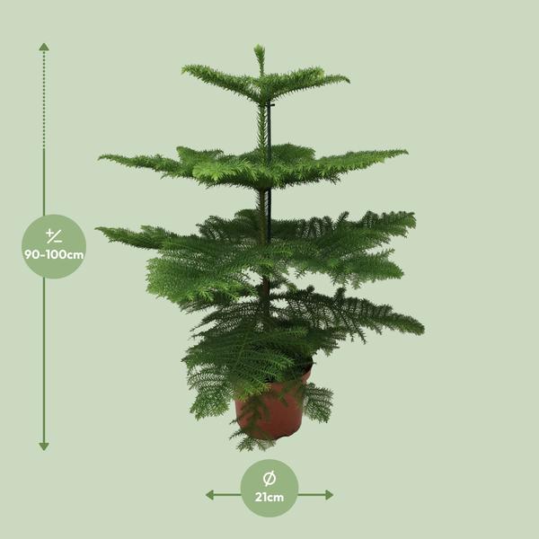 Araucaria - Ø21cm - ↕100cm  BotanicBridge