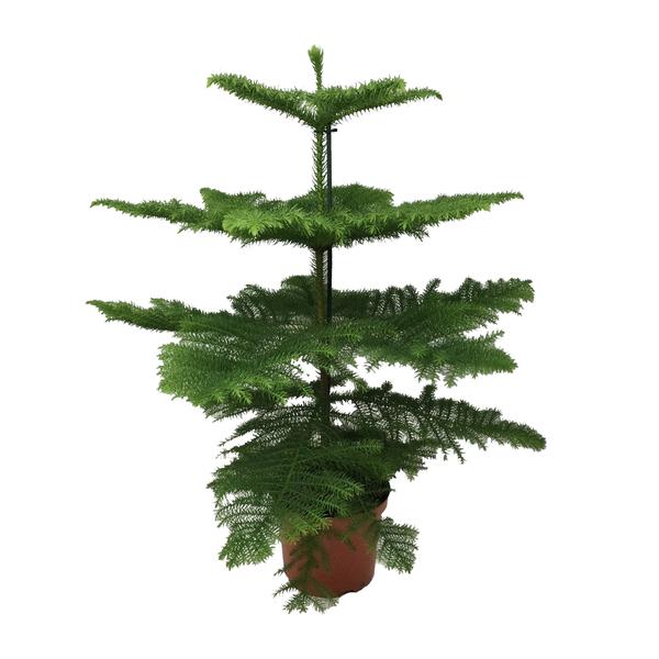 Araucaria - Ø21cm - ↕100cm  BotanicBridge