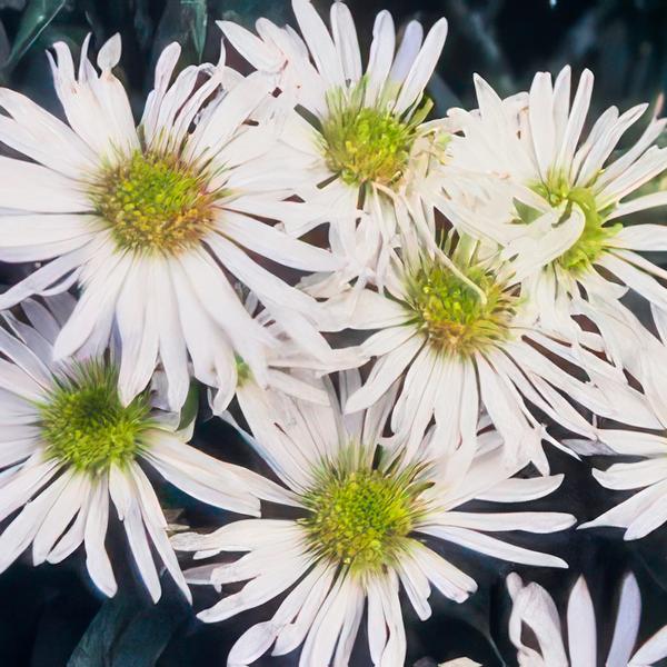 Aster ageratoides 'Ashvi' - ↕10-25cm - Ø9cm - 20x  BotanicBridge