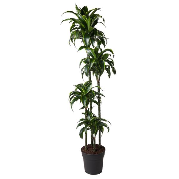 Dracaena Dorado - 170 cm - ø27  BotanicBridge