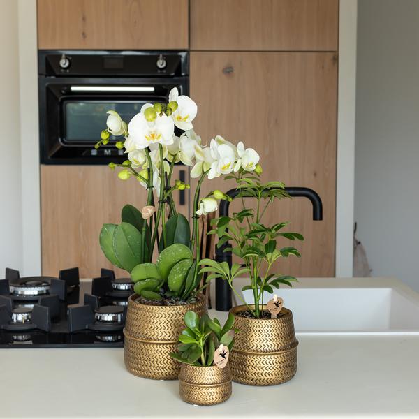 Kolibri Home | Groove bloempot - Gouden keramieken sierpot - potmaat - Ø9cm  BotanicBridge