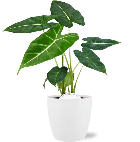 Alocasia Frydek - Ø12cm - ↕35cm + Pot Brussels D13,5x12,5cm - Wit  BotanicBridge