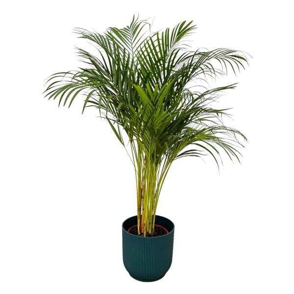 Areca palm - ↨130cm - Ø24cm inclusief elho Vibes Fold Round blauw D30xH27  BotanicBridge