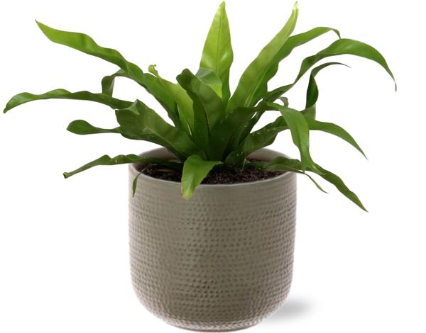 Asplenium Antiquum - Ø12cm - ↕30cm + Aresso Pot D13x12,5cm - Grijs Groen  BotanicBridge