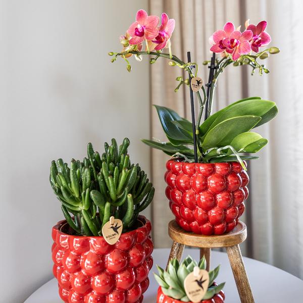 Kolibri Home | Berry pot - Ø9cm  BotanicBridge