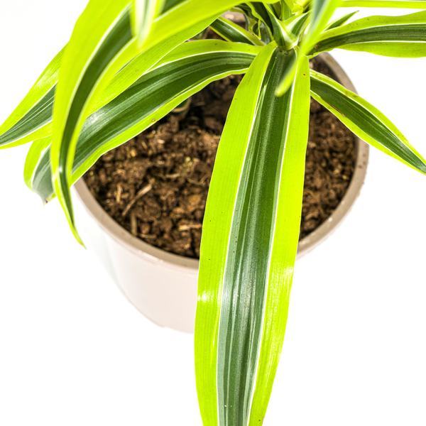 Dracaena Deremensis Lemon Lime Ø19cm - ↕80cm  BotanicBridge