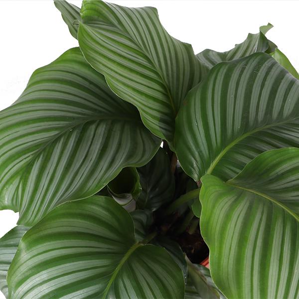 Calathea Orbifolia Ø21cm - ↕70cm in Boule WIT pot  BotanicBridge