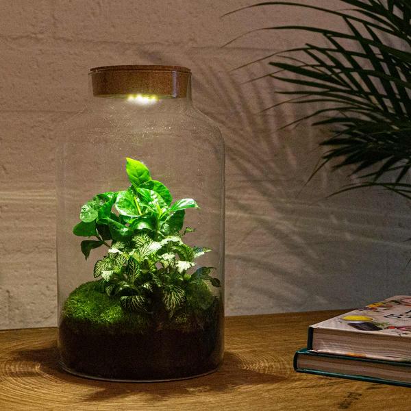 DIY terrarium - Milky Coffea met lamp - ↕ 31 cm - Normal  BotanicBridge