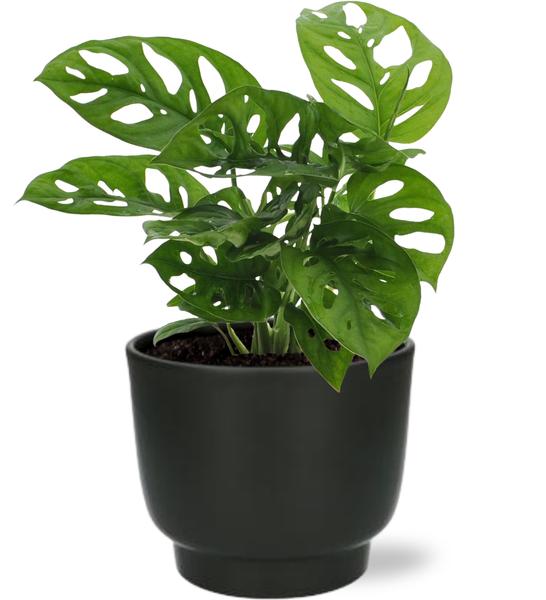 Monstera Monkey Leaf - Ø12cm - ↕30cm + Potenza Pot D13x11cm - Zwart  BotanicBridge