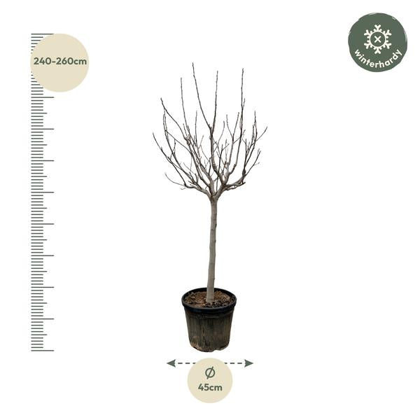 Ficus Carica op stam - 250 cm - ø45  BotanicBridge