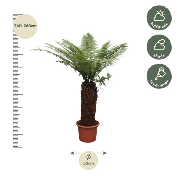 Dicksonia Antarctica - 250cm - ø50  BotanicBridge