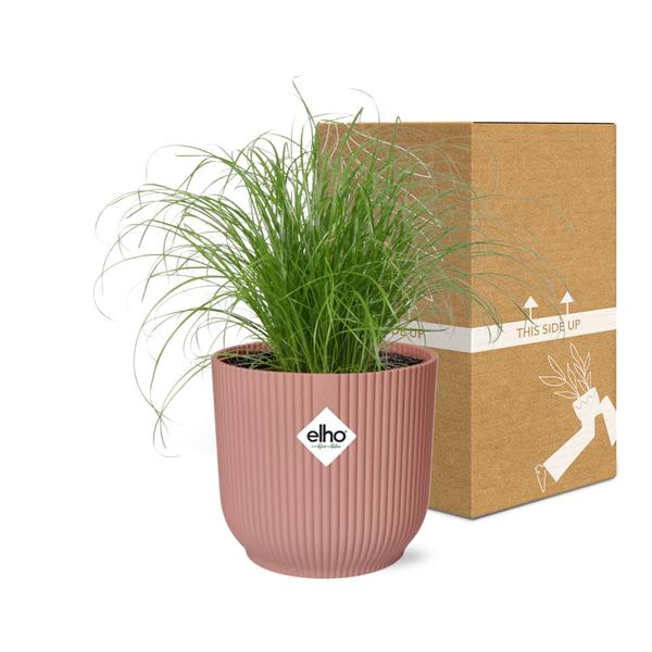 Cyperus Alternifolius Zumula in ELHO Vibes Fold 14cm roze  BotanicBridge