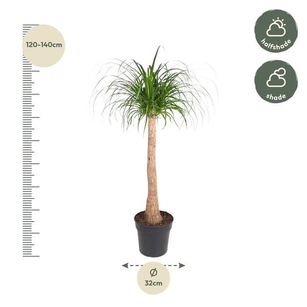 Beaucarnea stam - 130 cm - ø32  BotanicBridge