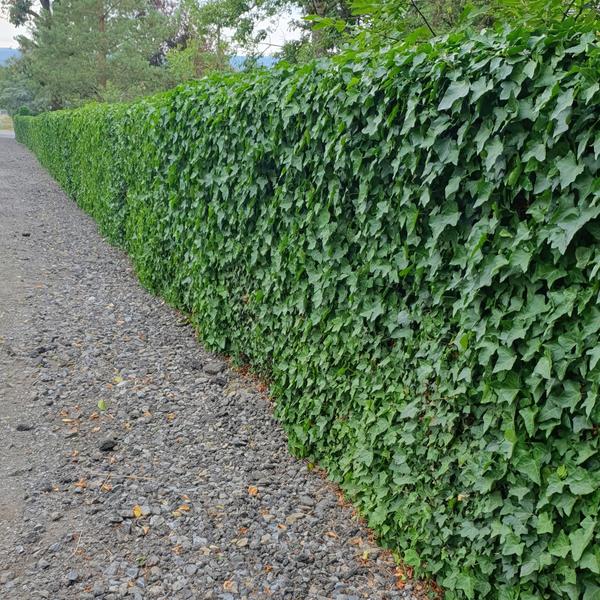 Hedera Hibernica - ↕10-25cm - Ø9cm - 12x  BotanicBridge