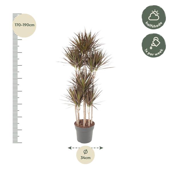 Dracaena Magenta Carrousel - 180 cm - ø34  BotanicBridge