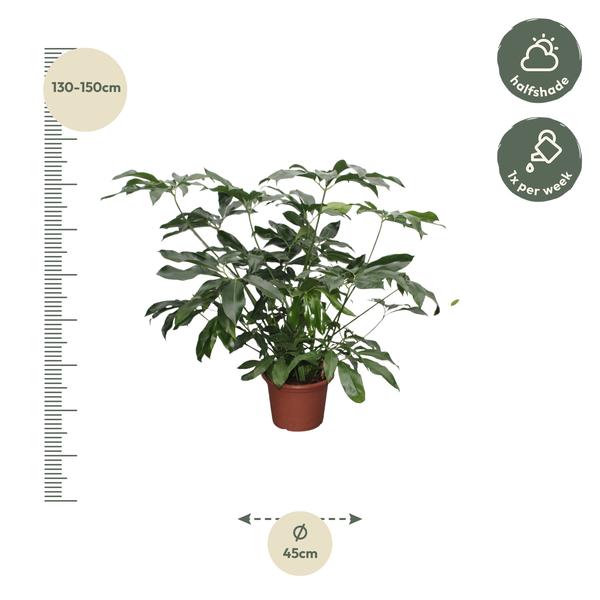 Philodendron Green Wonder XL - 140 cm - ø45  BotanicBridge