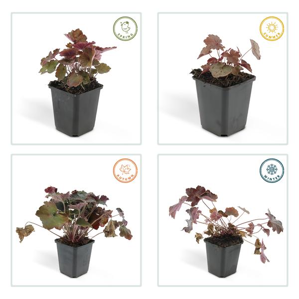 Heuchera mic. 'Palace Purple' - ↕10-25cm - Ø9cm - 12x  BotanicBridge