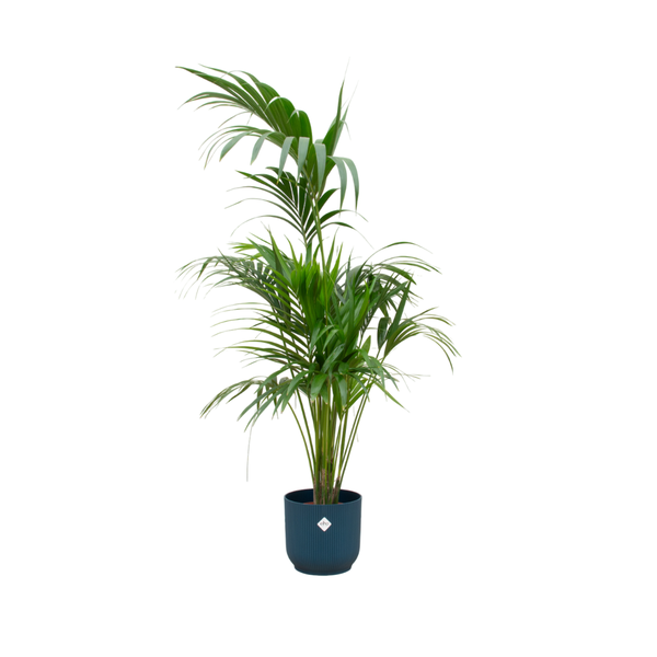 Combi deal - Kentia palm inclusief elho Vibes Fold Round blauw Ø30 - 180 cm  BotanicBridge