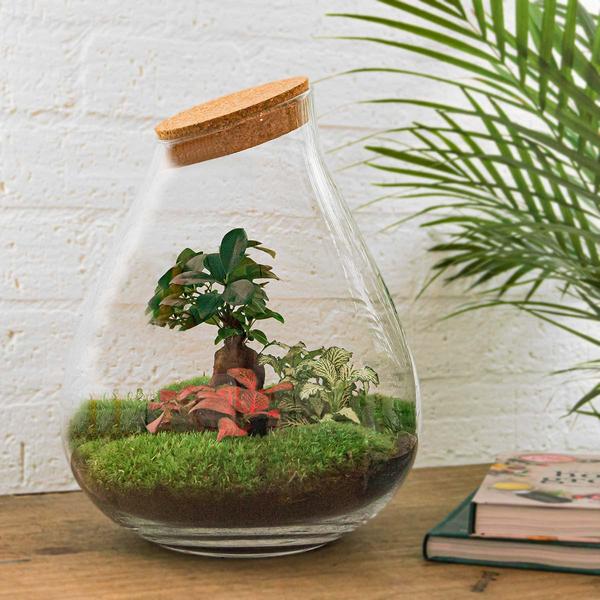 DIY terrarium - Drop XL Bonsai -↕ 37 cm - Normal  BotanicBridge