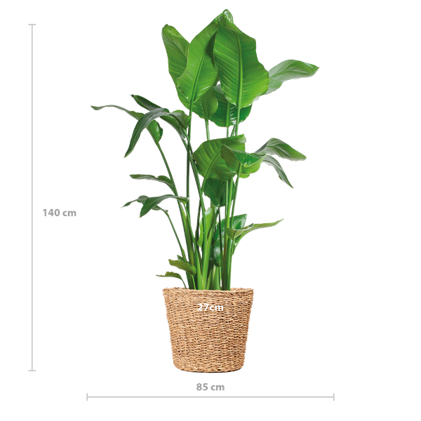 Strelitzia Nicolai XL met Torun mand - 140cm - Ø27  BotanicBridge