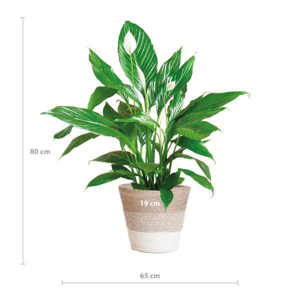 Spathiphyllum met Mand Lissabon wit - 80cm - Ø21  BotanicBridge