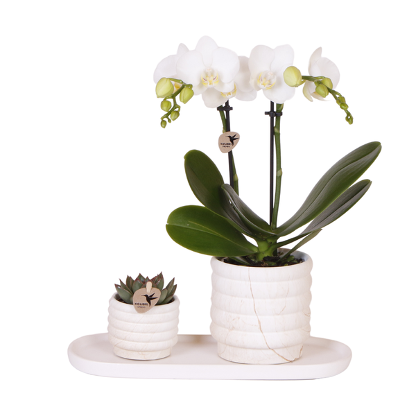 Kolibri Company | Plantenset Slow Living small  | Witte Phalaenopsis Orchidee Lausanne en Succulent incl. keramieken sierpotten op wit organisch dienblad  BotanicBridge