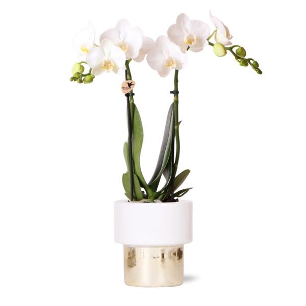 Kolibri Orchids | witte Phalaenopsis orchidee - Amabilis + Lush pot - potmaat Ø9cm - 35cm hoog | bloeiende kamerplant - vers van de kweker  BotanicBridge