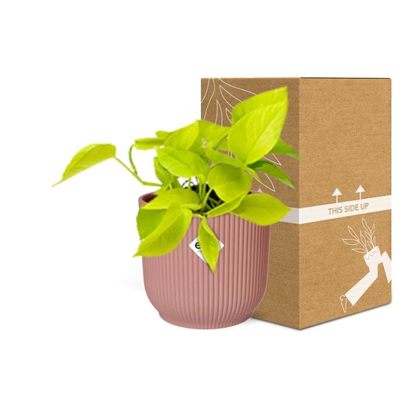 Epipremnum Pinnatum ‘Golden Pothos’ in ELHO Vibes Fold 14cm roze  BotanicBridge