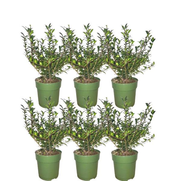 Plants by Frank - 1 meter  Hulst haag - Ilex crenata 'Jenny'® - Set van 6 winterharde haagplanten - Groenblijvende haag - Vers van de kwekerij geleverd  BotanicBridge