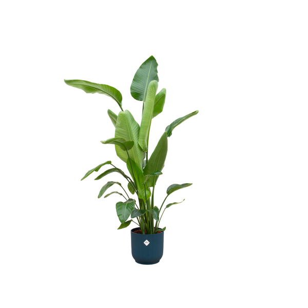 Combi deal - Strelitzia Nicolai inclusief elho Vibes Fold Round blauw Ø30 - 160 cm  BotanicBridge