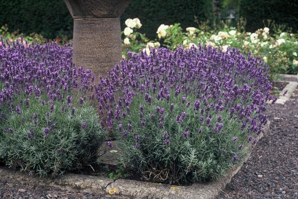 Lavandula ang. 'Dwarf Blue' - ↕10-25cm - Ø9cm - 40x  BotanicBridge