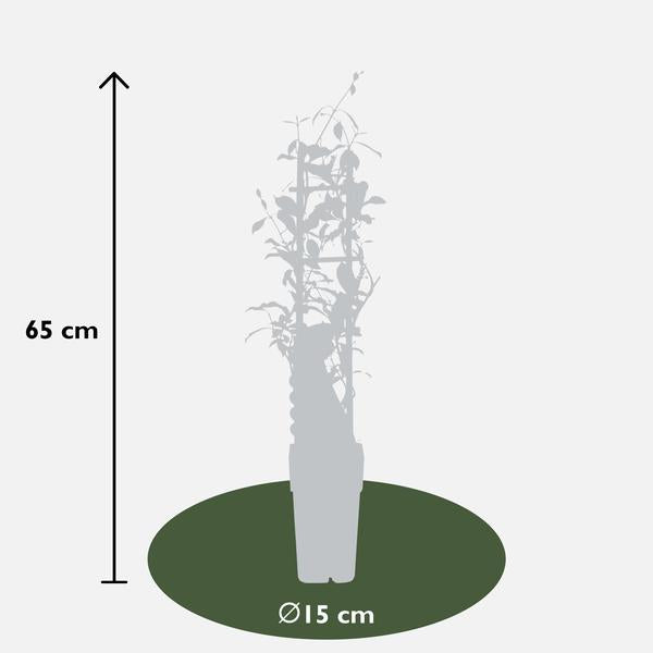 2x - Trachelospermum 'Star of Ibiza' - ↨65cm - Ø15  BotanicBridge