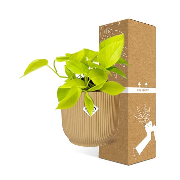 Epipremnum Pinnatum ‘Golden Pothos’ in ELHO Vibes Fold 14cm geel  BotanicBridge