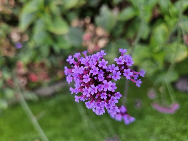 Verbena bonariensis - ↕10-25cm - Ø9cm - 12x  BotanicBridge