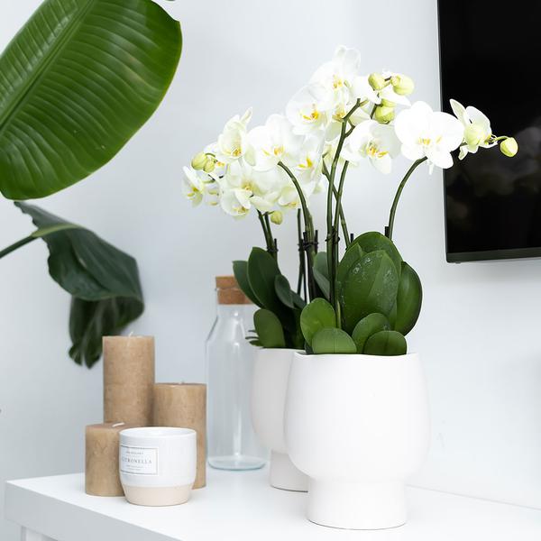 Kolibri Home | Scandic white bloempot - Witte keramieken sierpot - Ø12cm  BotanicBridge