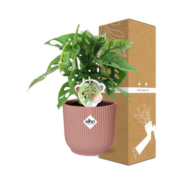 Monstera ‘Monkey Leaf’ in ELHO Vibes Fold 14cm roze  BotanicBridge