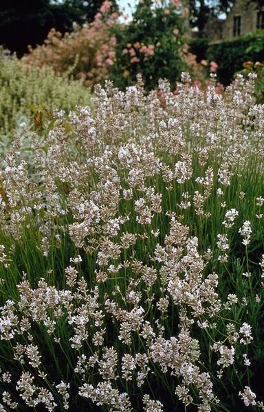 Lavandula int. 'Edelweiss' - ↕10-25cm - Ø9cm - 6x  BotanicBridge