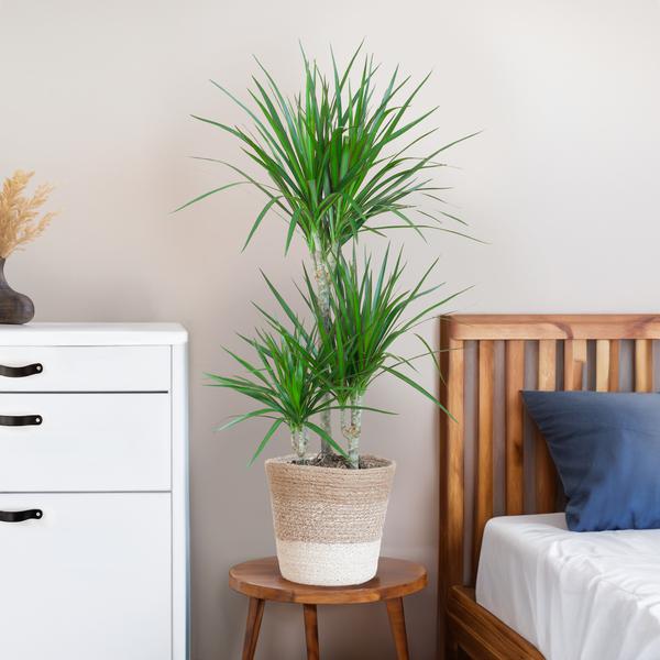 Dracaena Marginata met Lissabon mand wit - 95cm - Ø21  BotanicBridge