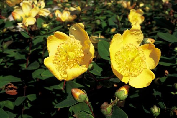 Hypericum dummeri 'Peter Dummer' - ↕10-25cm - Ø9cm - 40x  BotanicBridge