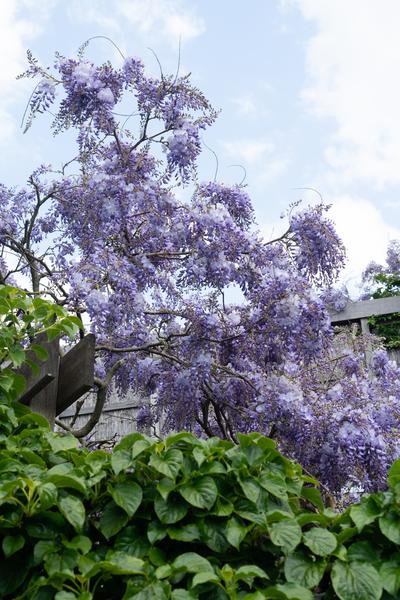 Wisteria sinensis 'Prolific' - Blauwe regen - Ø15cm - ↕65cm  BotanicBridge