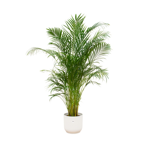 Combi deal - Areca palm inclusief elho Vibes Fold Round wit Ø30 - 180 cm  BotanicBridge