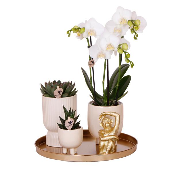 Kolibri Company | Gift set Luxury Living | Plantenset met witte Phalaenopsis Orchidee en Succulenten incl. keramieken sierpotten  BotanicBridge