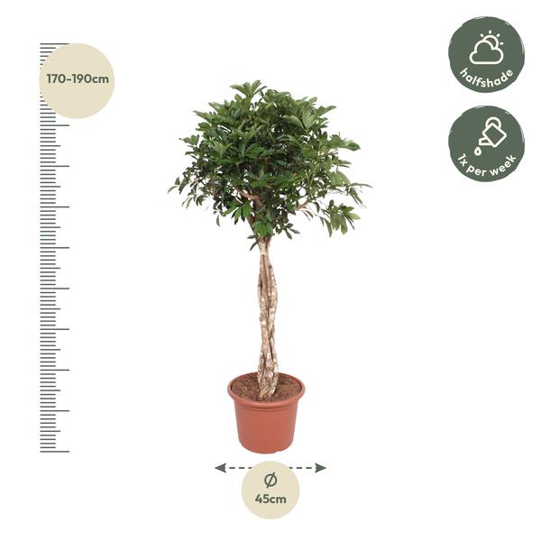 Schefflera Arboricola Compacta gevlochten stam - 180 cm - ø45  BotanicBridge