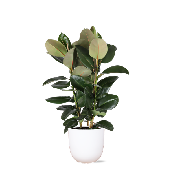 Ficus Elastica Robusta Ø27cm - ↕115cm in Boule WIT pot  BotanicBridge