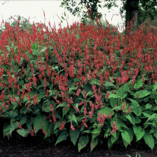 Persicaria amplexicaulis - ↕10-25cm - Ø9cm - 20x  BotanicBridge