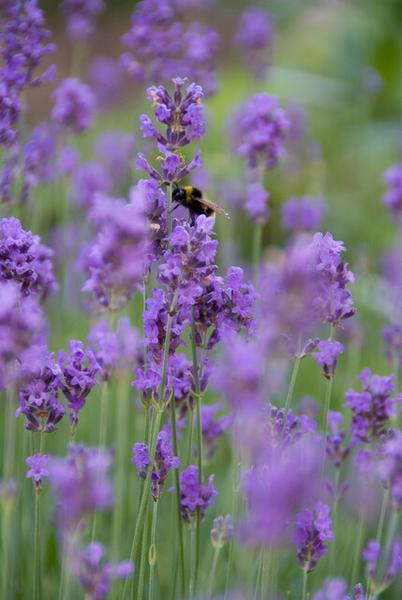 Lavandula ang. 'Munstead' - ↕10-25cm - Ø9cm - 20x  BotanicBridge