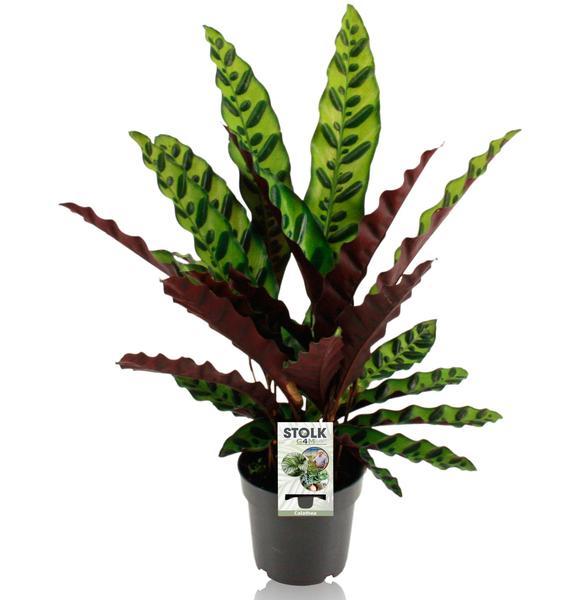 Calathea Lancifolia Insignis - Ø14cm - ↕45cm  BotanicBridge