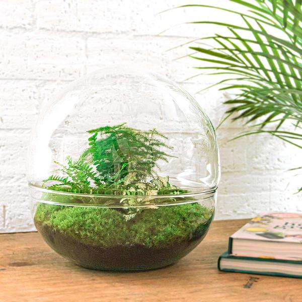 DIY terrarium - Dome XL - ↕ 30 cm - Rake + Shovel + Tweezer + Scissors  BotanicBridge