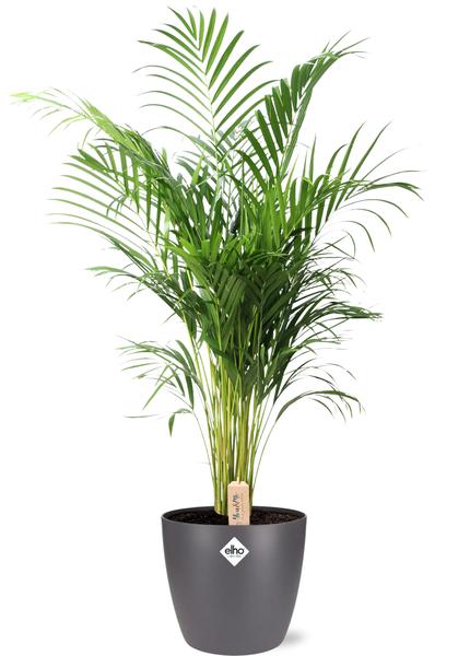 Dypsis Lutescens (Areca) - Ø24cm - ↕110cm + Pot Brussels D25x23cm - Antraciet  BotanicBridge